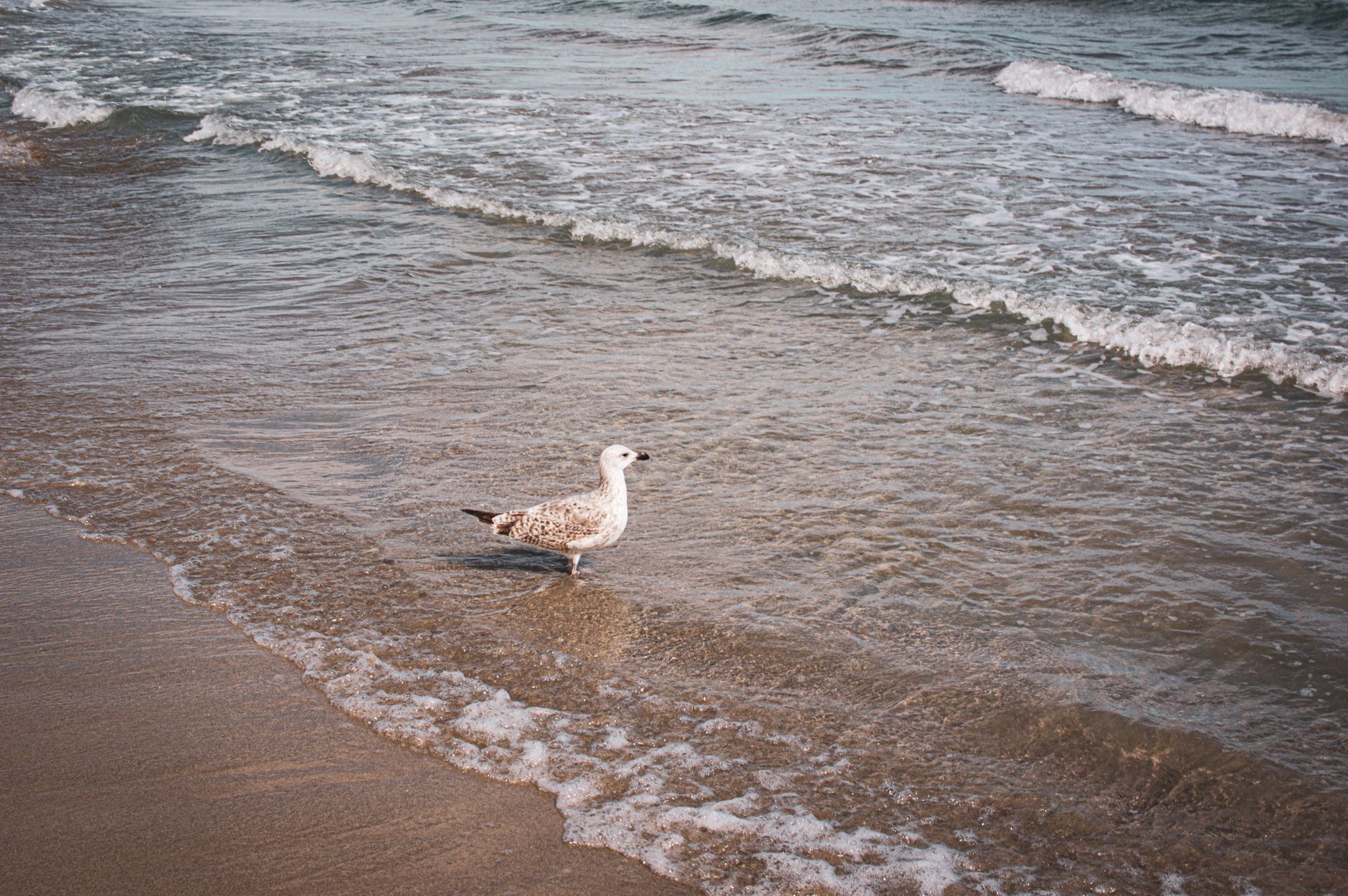VC Funding Frenzy: Atum, Bird&Be, Nexstrom, Rising Tide Lead the Charge