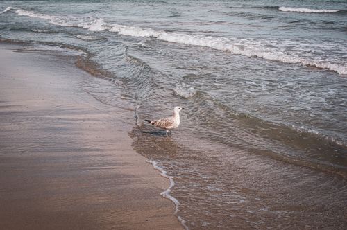 Free A lone seagull stands at the edge of gentle waves on Alicante beach, Spain. Stock Photo