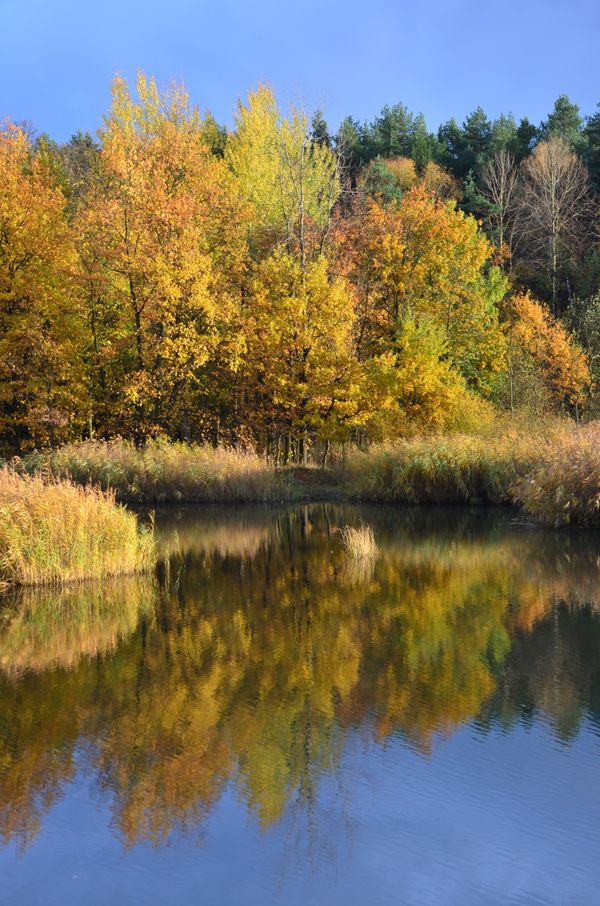 Tranquil Autumn Lake with Colorful Reflections · Free Stock Photo