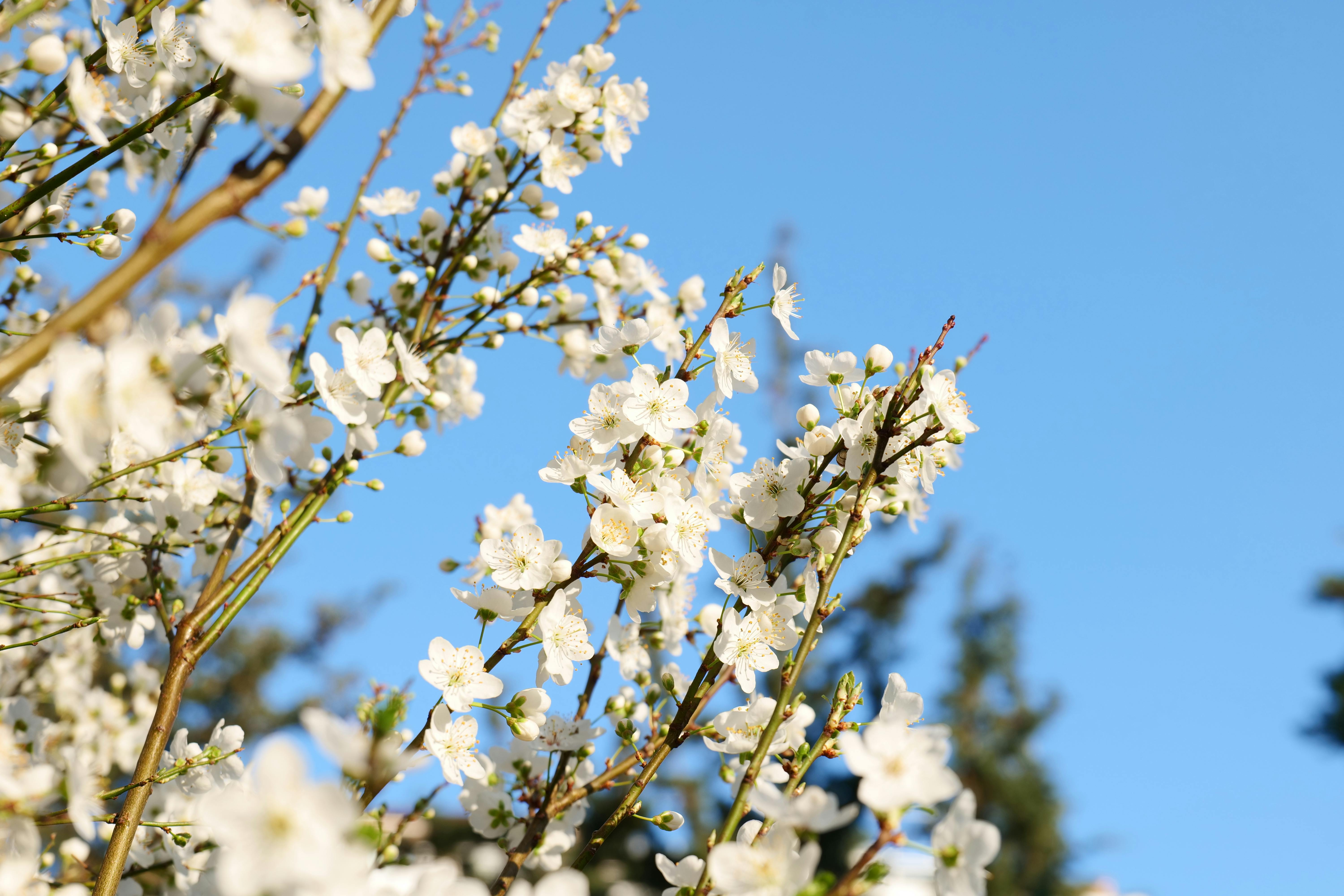 Gardening: Prune, cut and clear – Do you have the right tools for the job? — Photo by Ayberk Mirza on Pexels