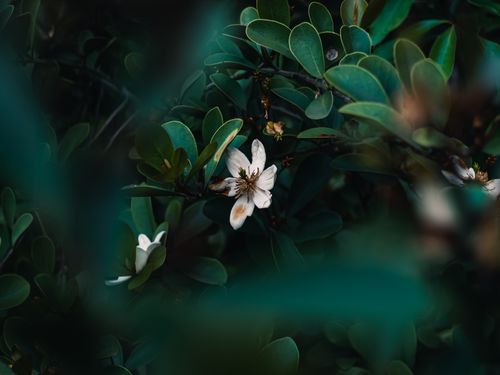 Free A delicate white flower beautifully framed by lush green leaves, creating a tranquil atmosphere. Stock Photo
