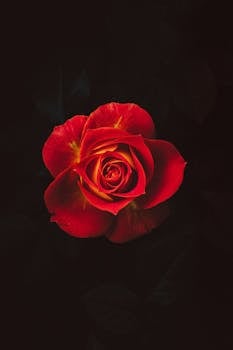 Stunning macro photograph of a red rose bloom on a dark backdrop, emphasizing its vivid colors and intricate details.
