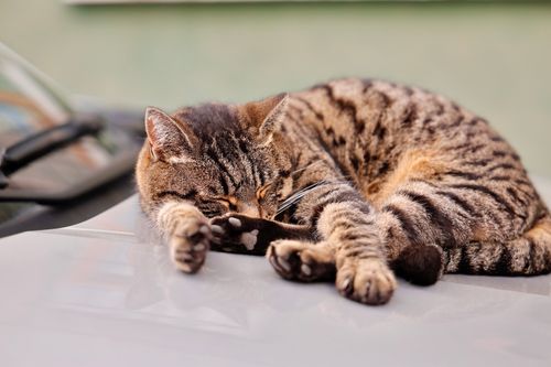 Free A relaxed tabby cat sleeping peacefully on a car hood during the day. Stock Photo