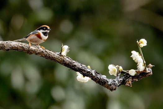 Un uccello dai colori vivaci appollaiato su un ramo fiorito su uno sfondo naturale sfocato.