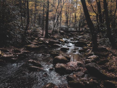 Free A serene autumn landscape featuring a tranquil forest stream surrounded by fall foliage and rocks. Stock Photo