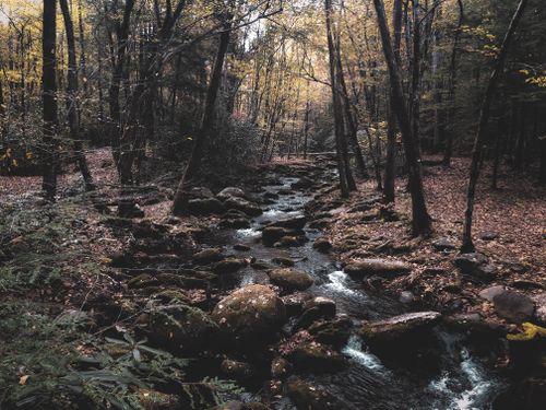 Free Peaceful autumn forest scene with a flowing stream, showcasing vibrant fall colors and tranquility. Stock Photo