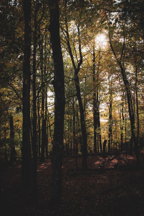 Free A tranquil autumn forest scene with sunlight filtering through vibrant fall foliage. Stock Photo