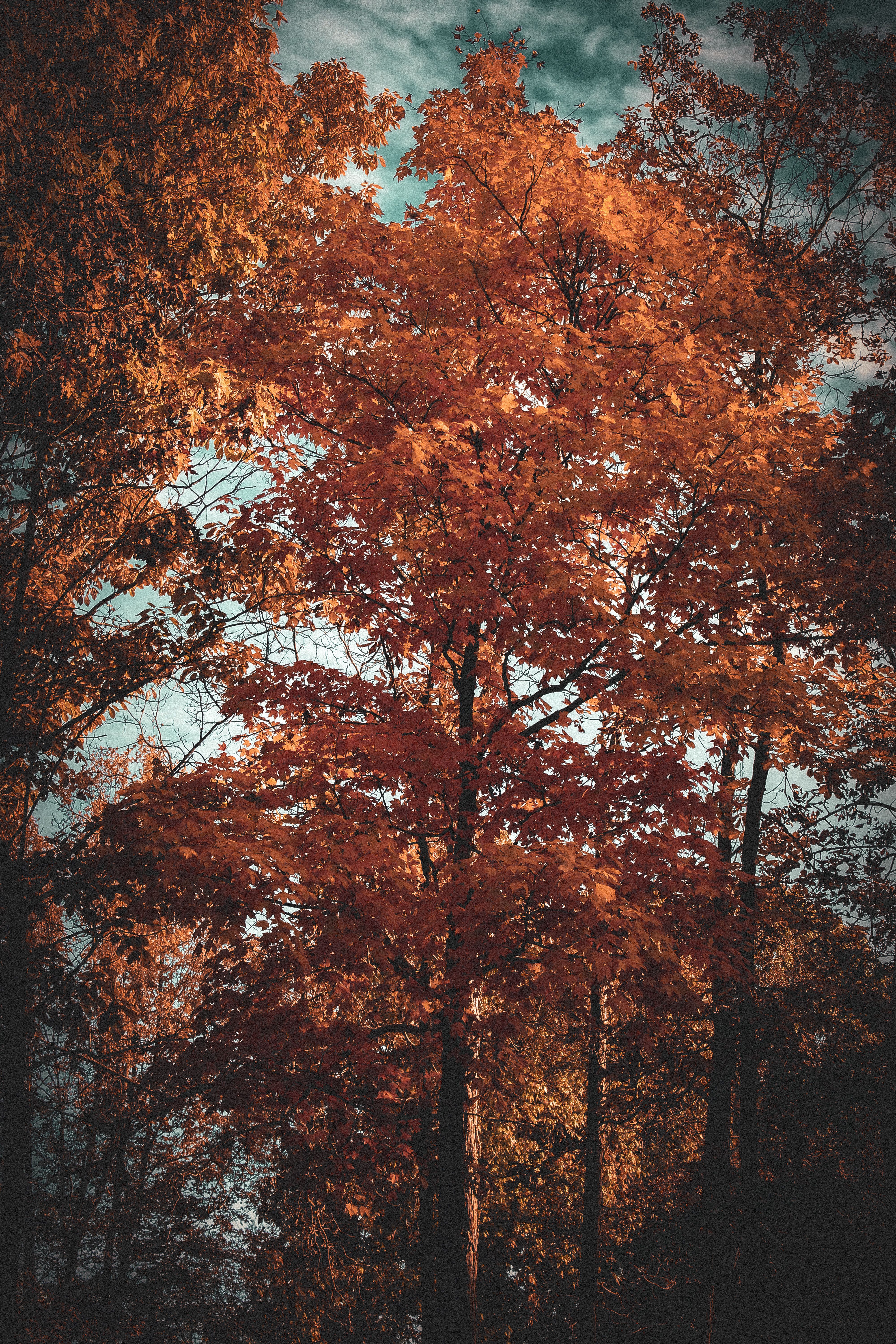 Majestic Autumn Tree with Vibrant Orange Leaves · Free Stock Photo