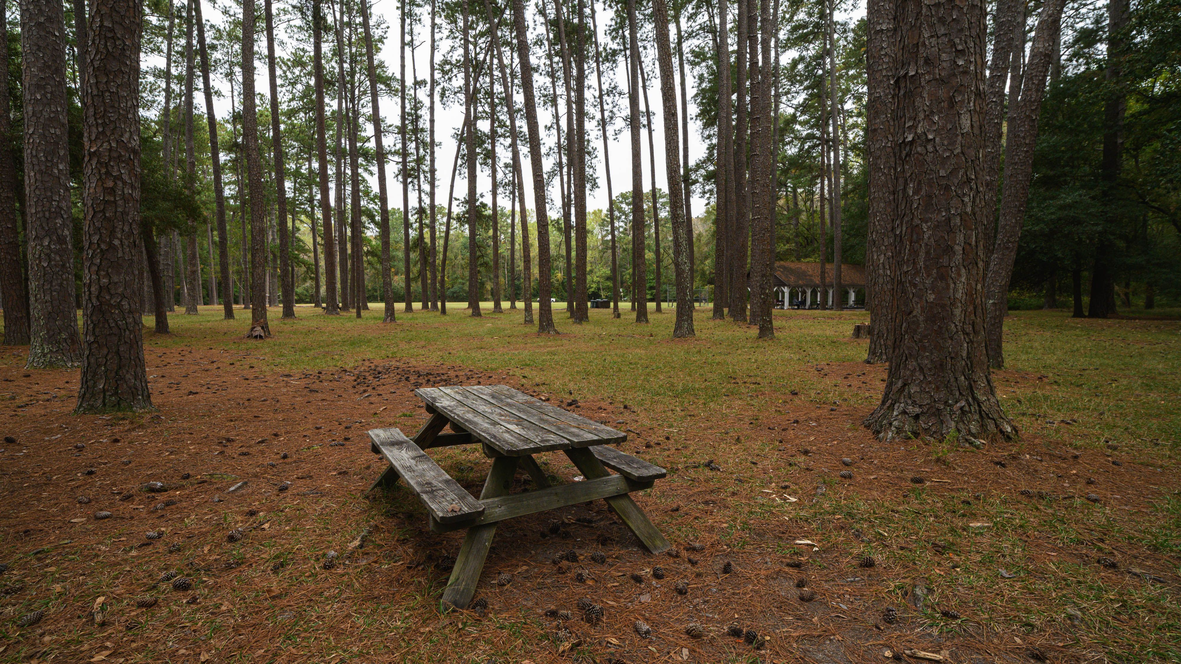 Congaree Mosquito Season and the Best Time to Visit