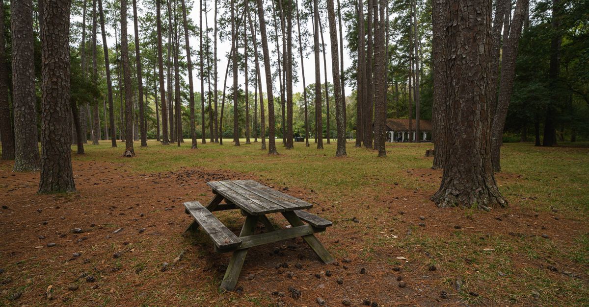 Wooden picnic table surrounded by tall pine trees in Columbia, South Carolina's serene Sesqui State Park.