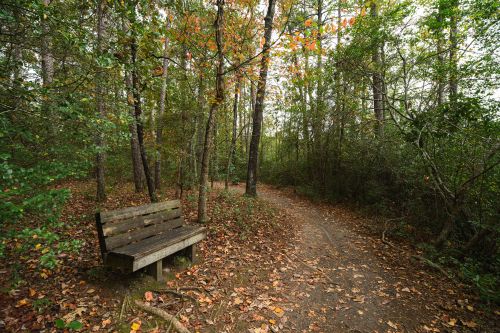 Free Serene forest path with a wooden bench and colorful autumn leaves at Sesquicentennial State Park. Stock Photo