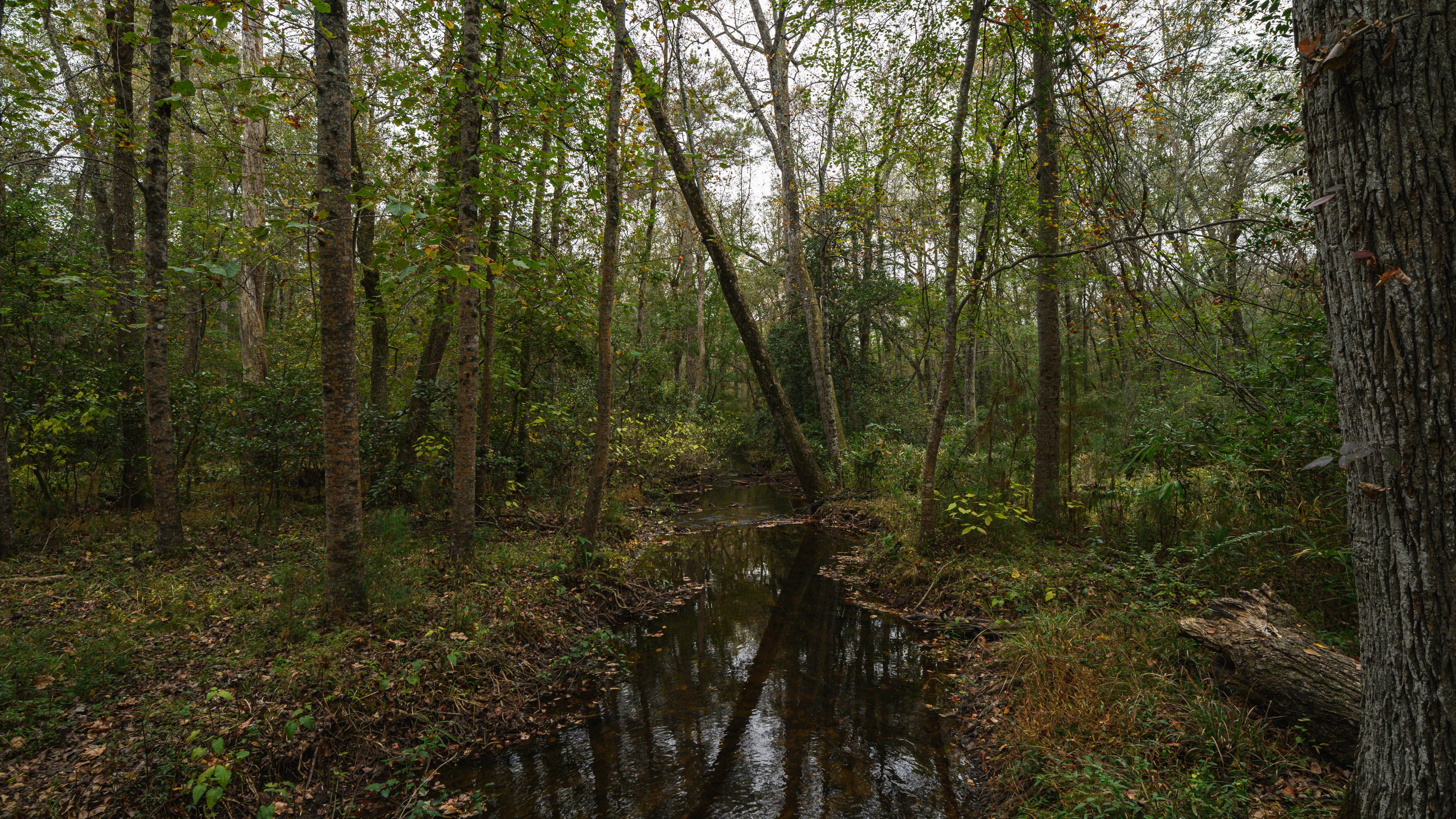 Paddling Cedar Creek: Canoe and Kayak Guide to Congaree