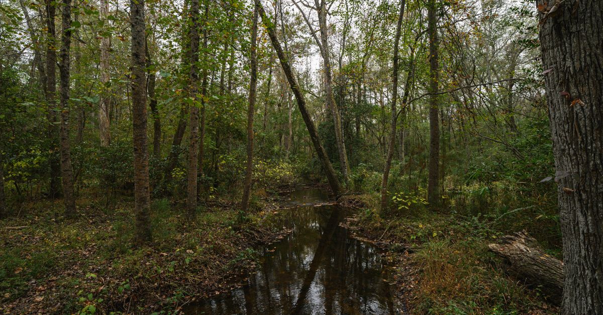 Explore the tranquility of an autumn forest stream surrounded by lush greenery in Columbia, South Carolina.