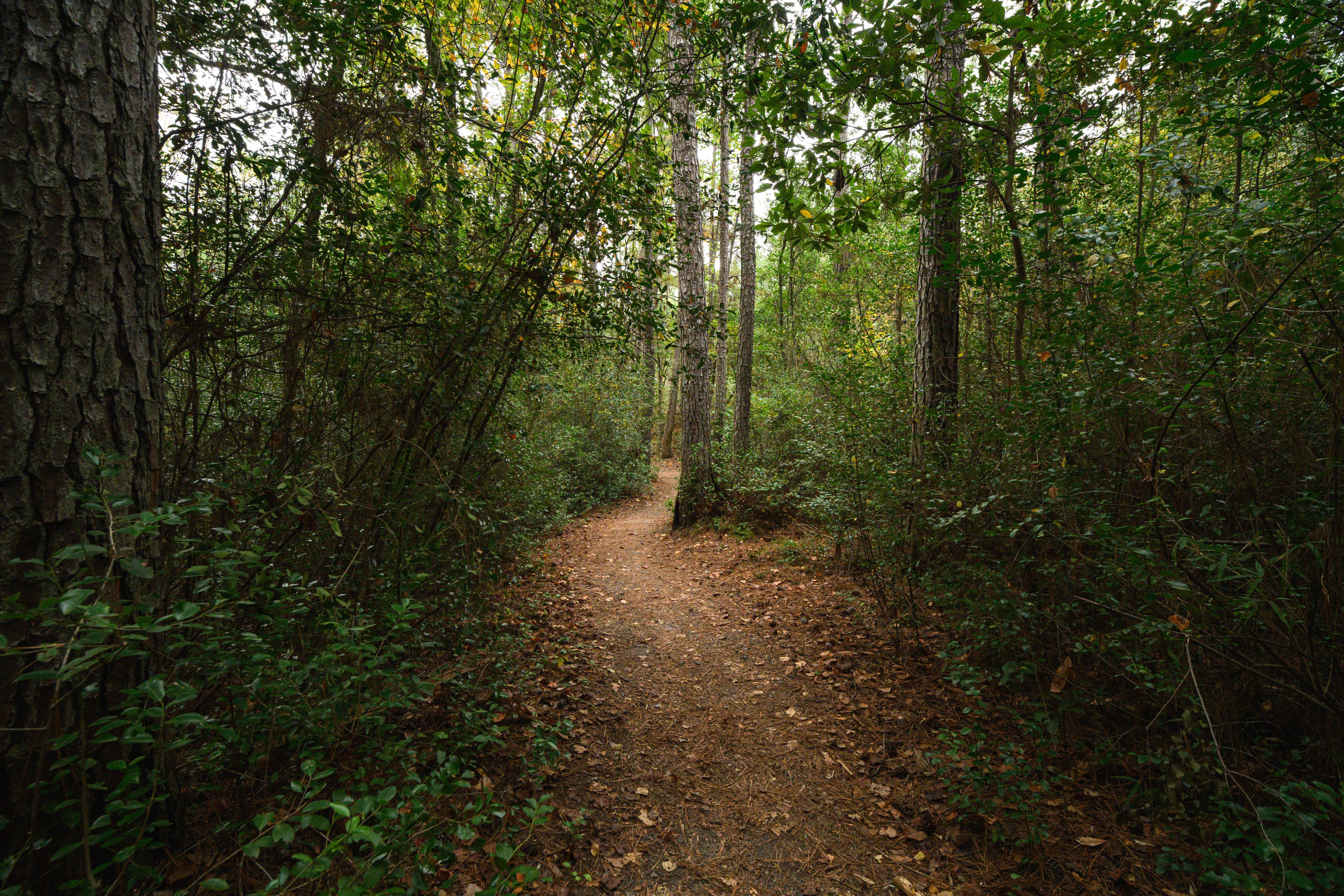 Maritime forest trails
