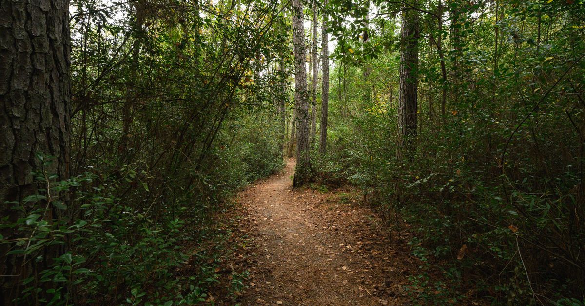 Discover the serene beauty of a forest trail during fall in Columbia, South Carolina, perfect for nature walks and outdoor adventures.