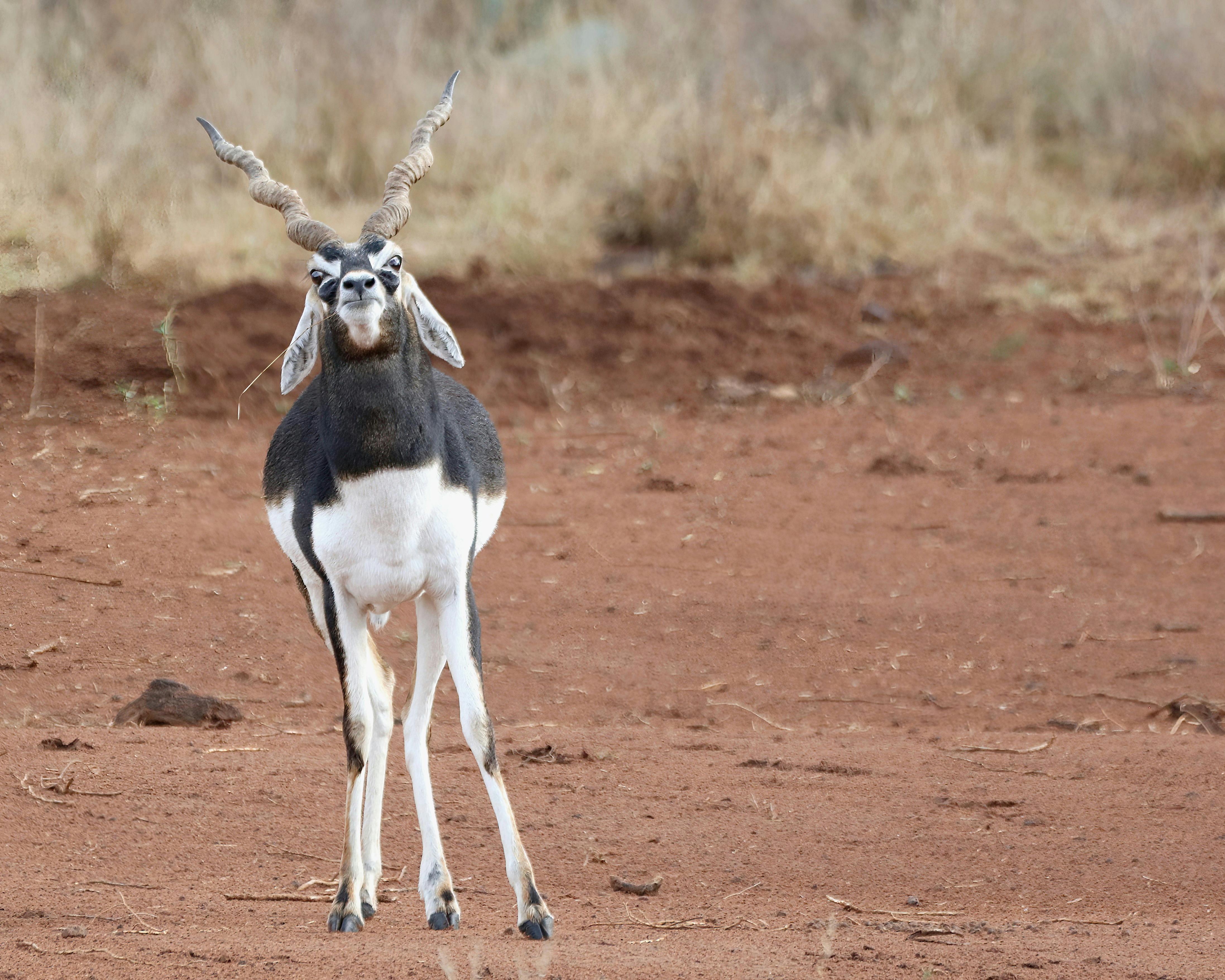 Gratuit Une antilope cervicapre avec des cornes en spirale distinctives sur un paysage de terre rouge et sèche. Photos