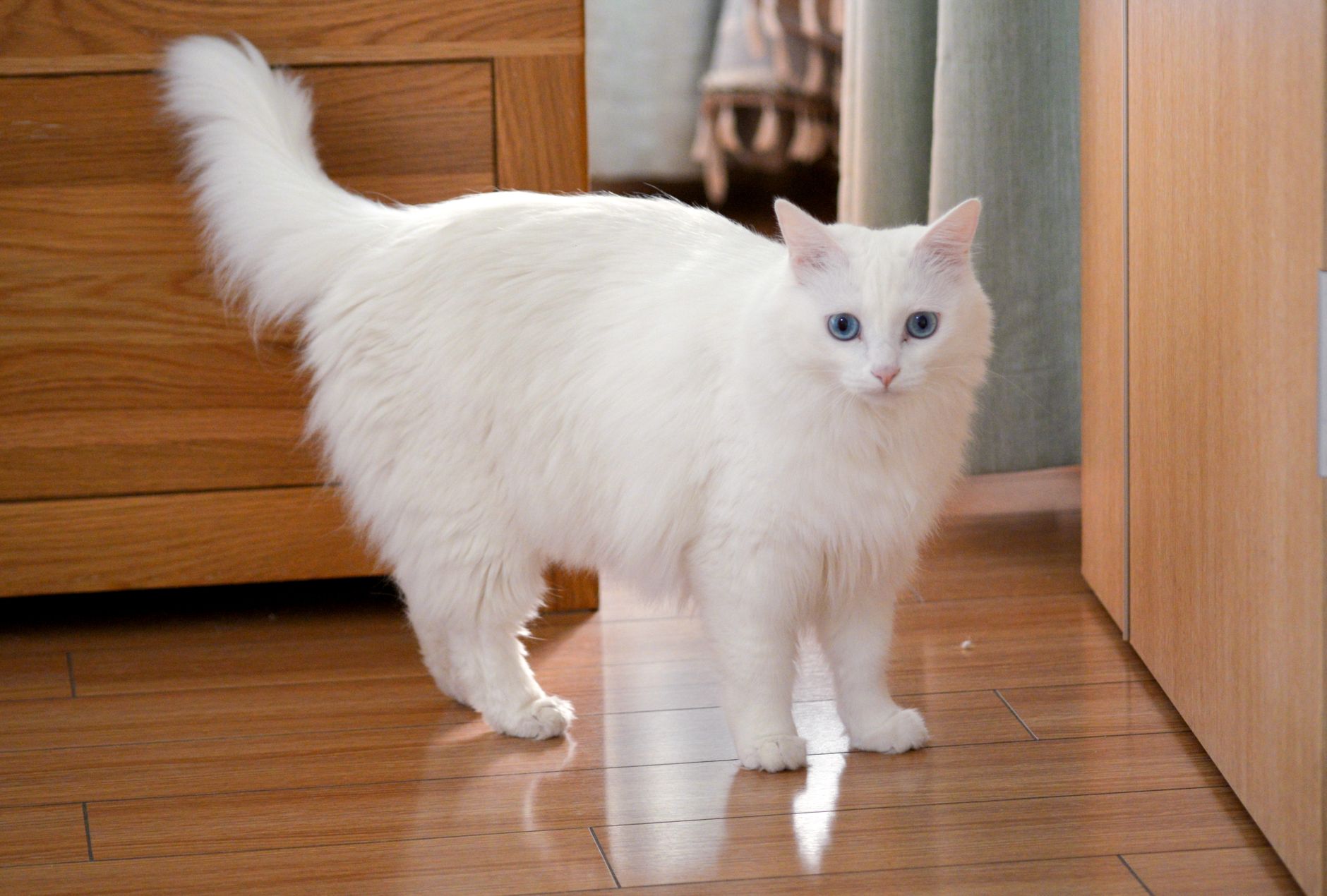 A fluffy white cat with striking blue eyes standing on a hardwood floor inside a home.