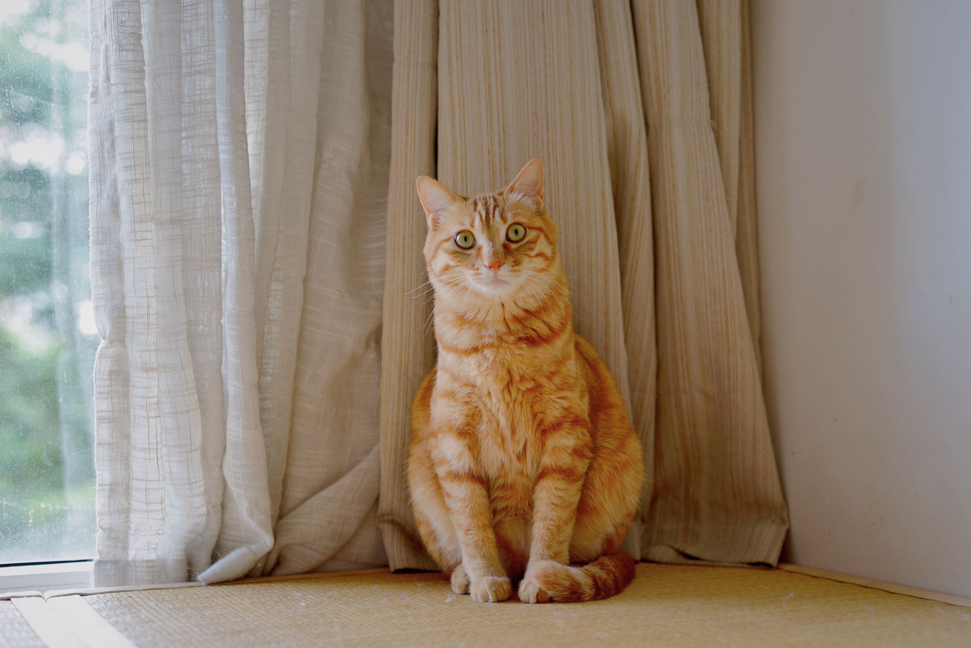 Portrait of a cat at a veterinary clinic