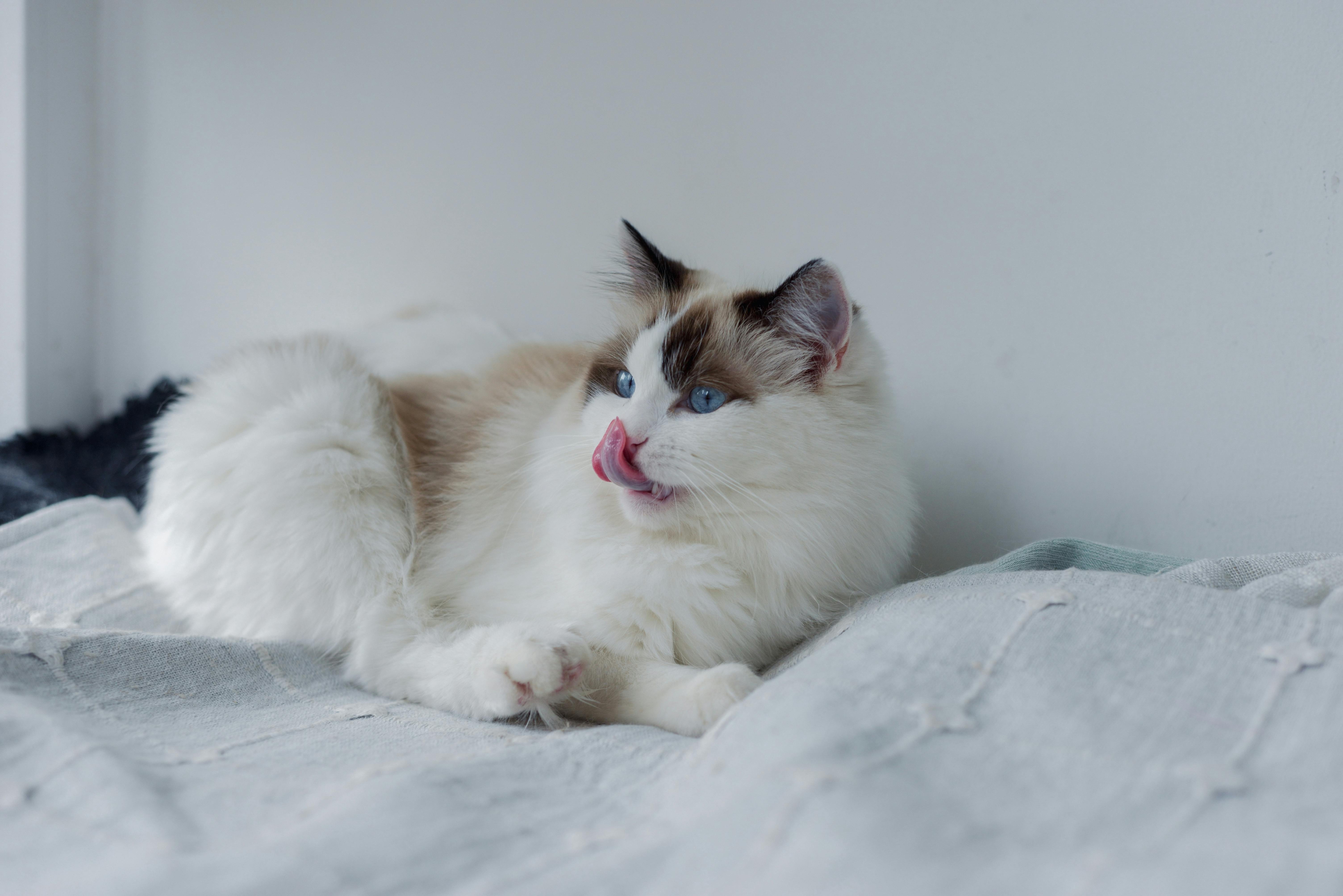 Pet Ownership Now Costs Up To $60,000—How Insurance And Telehealth Are Reshaping Vet Care — Photo by 大 董 on Pexels