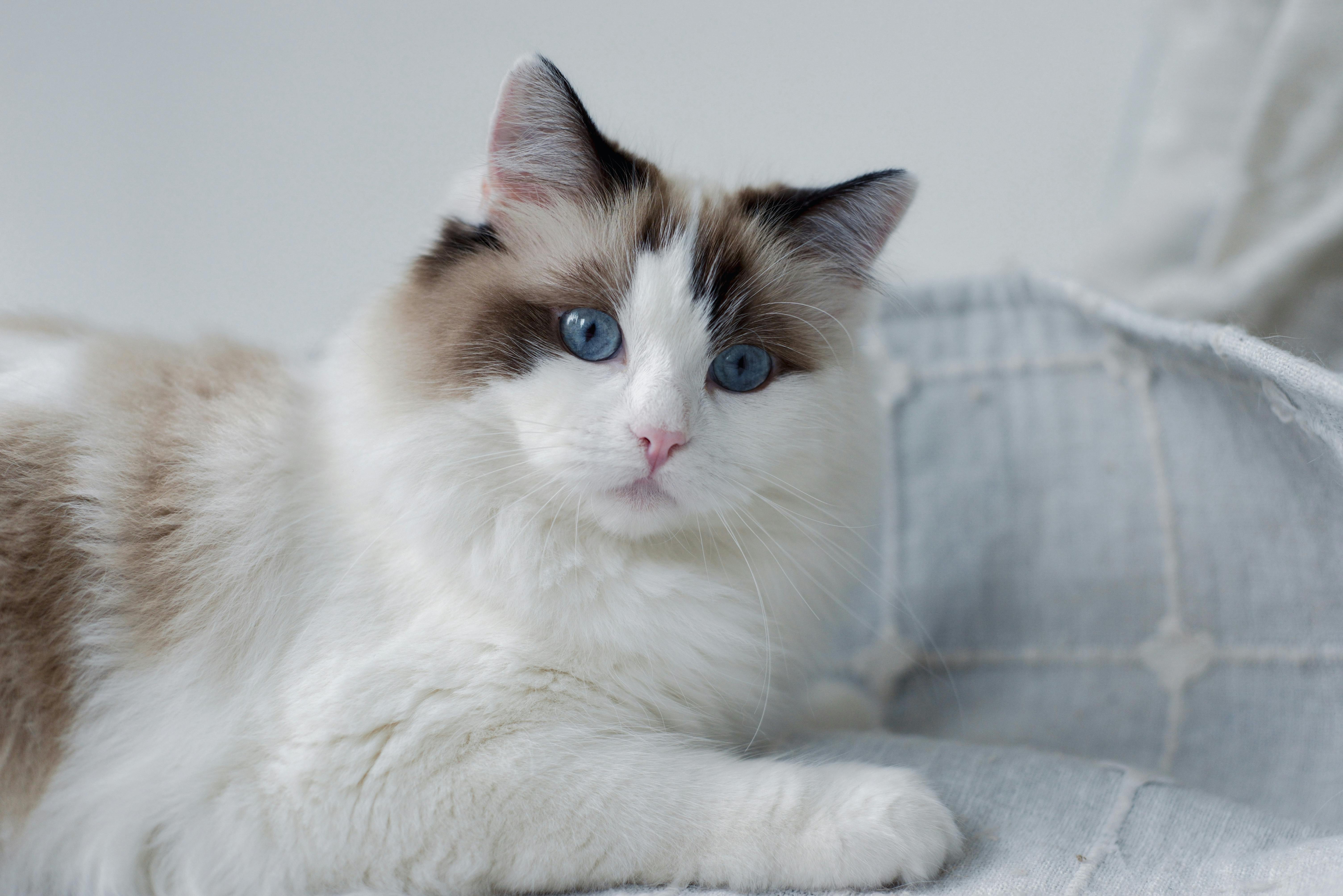 Ragdoll Limp Όταν Σηκώνεις: Γιατί & Είναι Φυσιολογικό