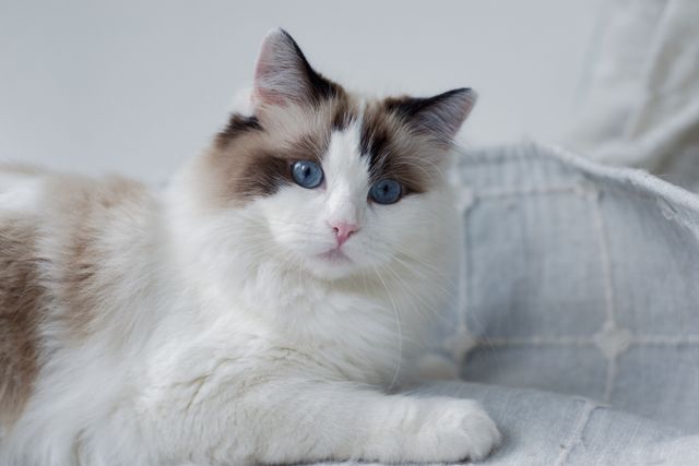 An elegant Ragdoll close up showing the pointed colouring