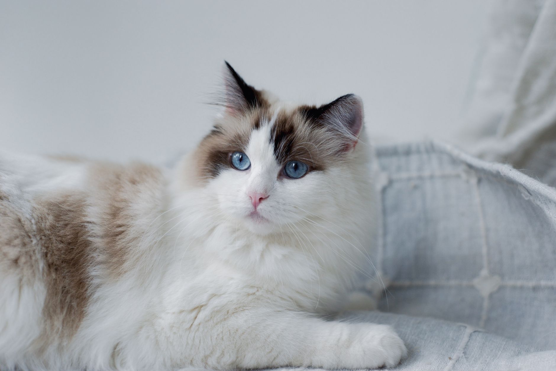 Coat Characteristics and Grooming Realities