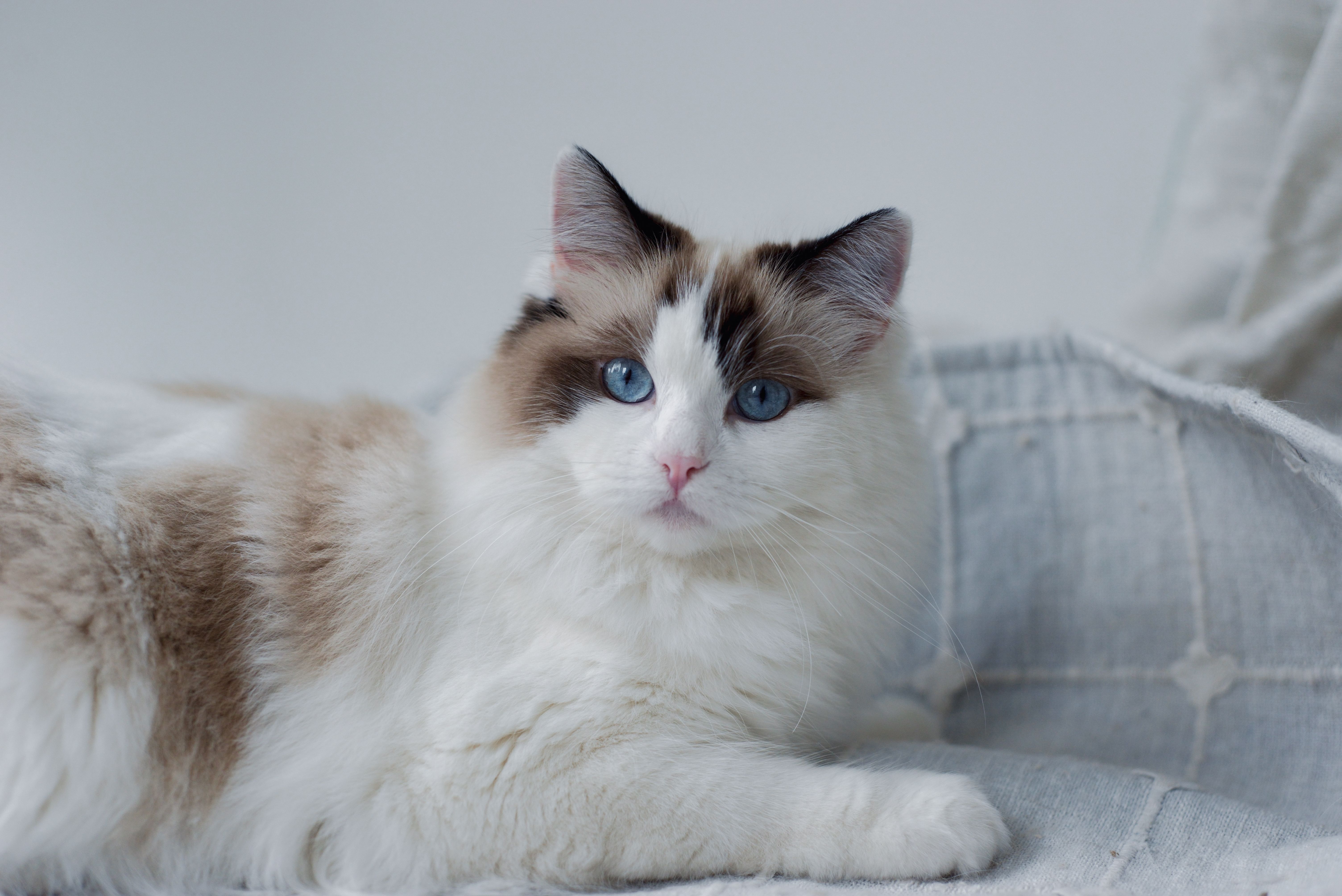 Un charmant chat Ragdoll aux magnifiques yeux bleus, allongé sur un canapé en tissu confortable à l'intérieur.