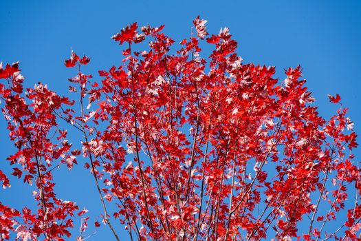 Bright red maple leaves with a clear blue sky in North Kingstown, Rhode Island.