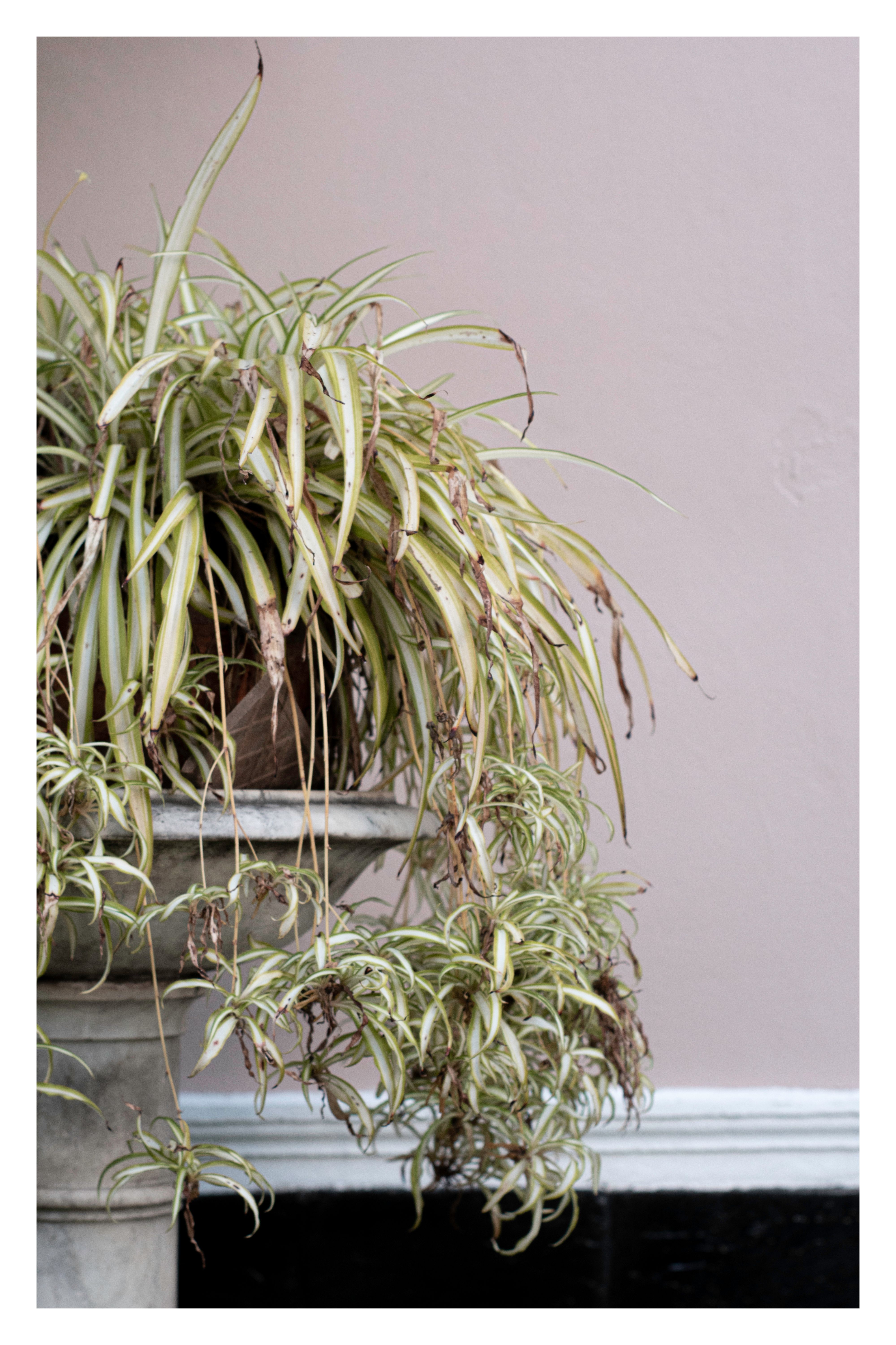 spider plant with cascading leaves