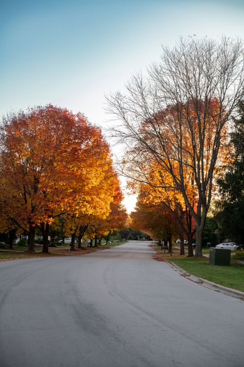 Free A quiet street lined with vibrant autumn trees, showcasing colorful fall foliage under a clear sky. Stock Photo