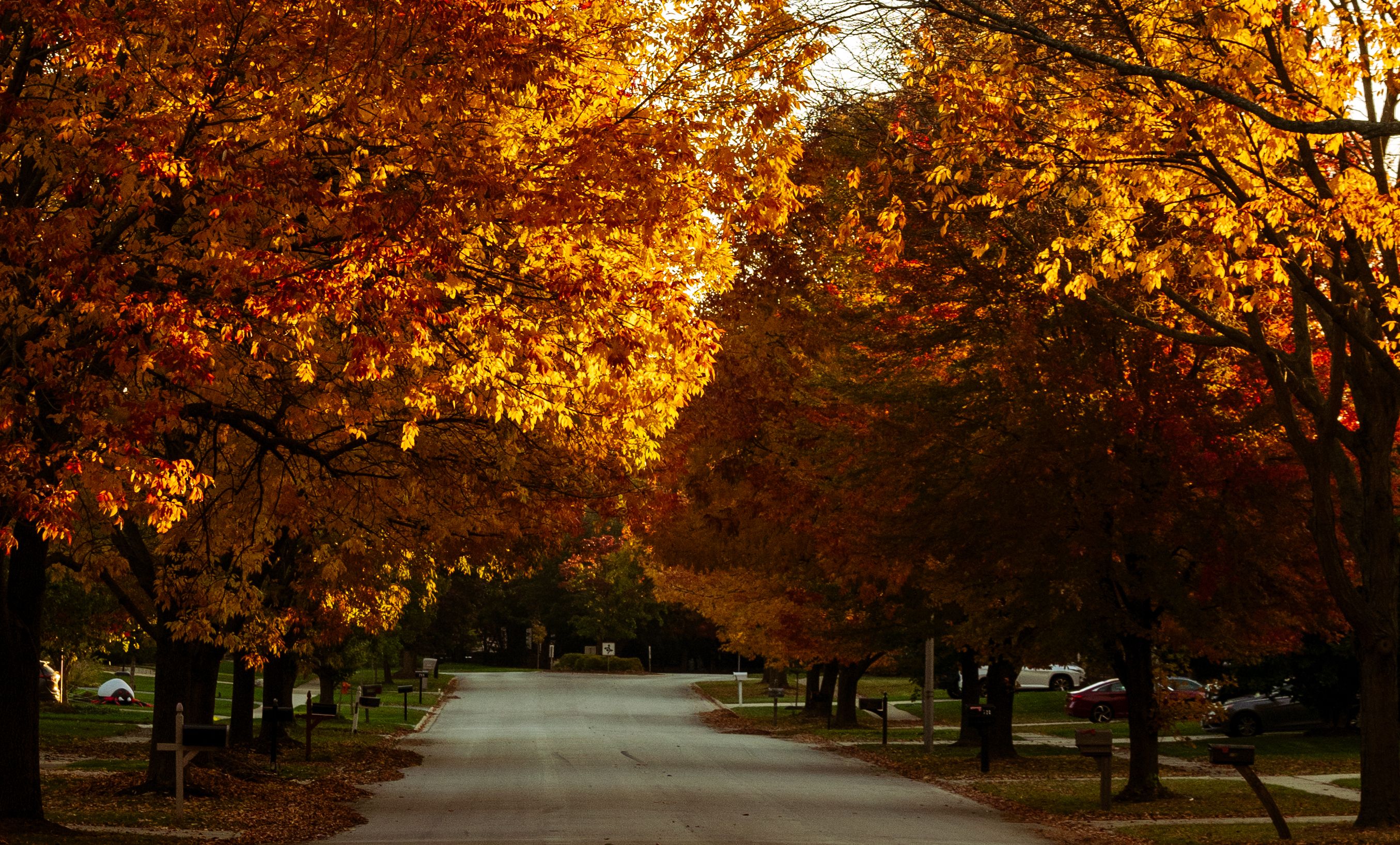 Autumn colour along a residential street in central Ohio