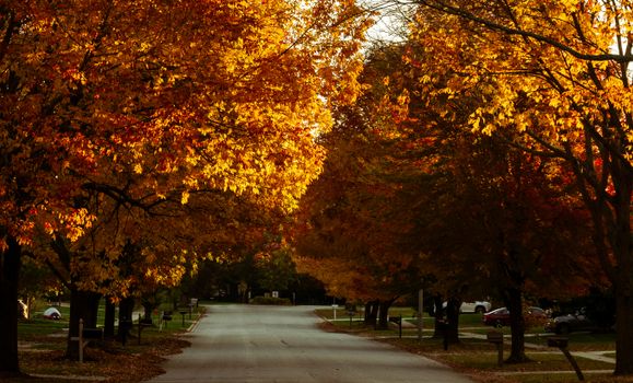 Peaceful suburban street lined with vibrant autumn trees and fallen leaves on a sunny day.