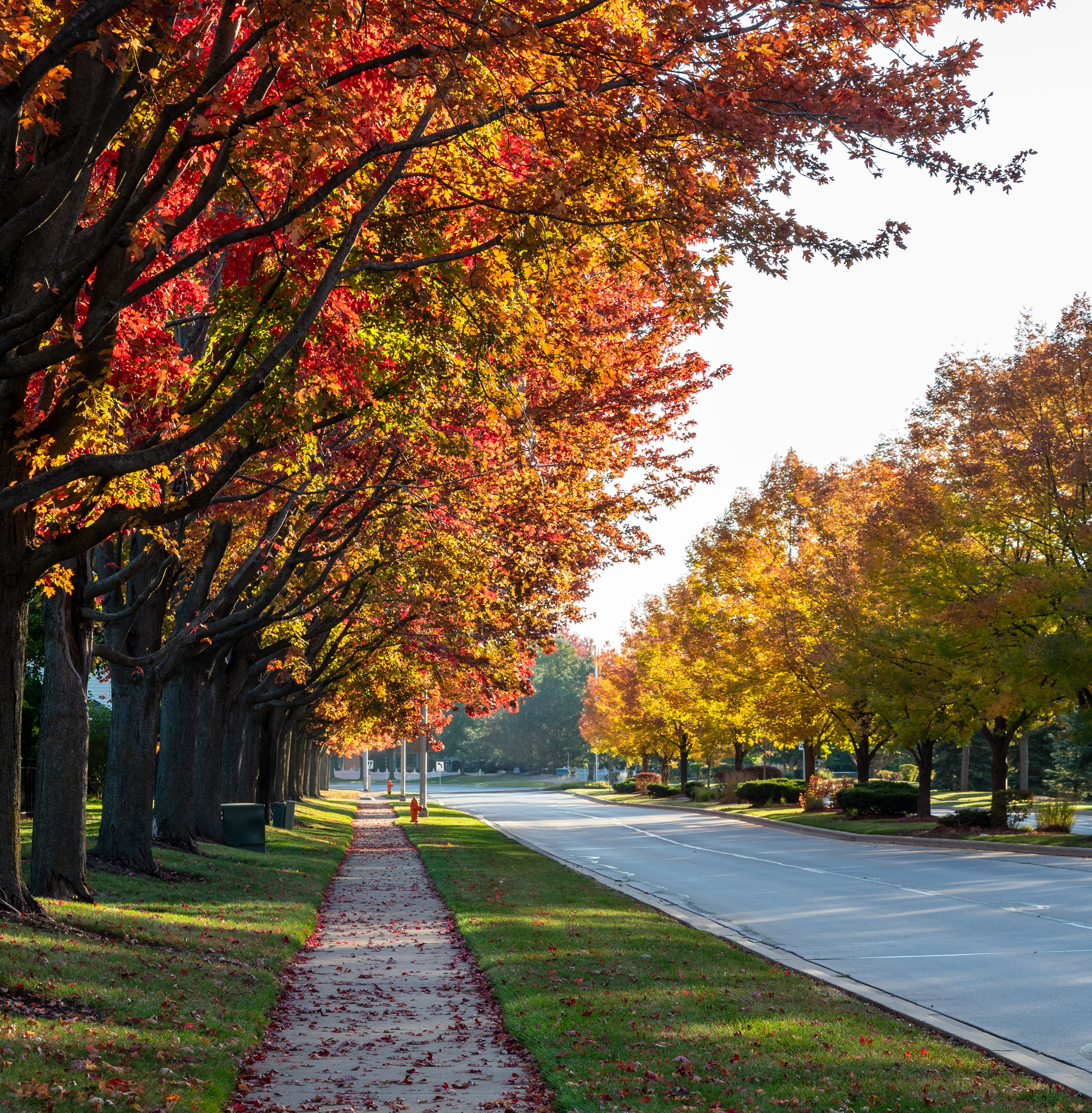 Beautiful Autumn Trees Lining a Peaceful Suburban Street · Free Stock Photo