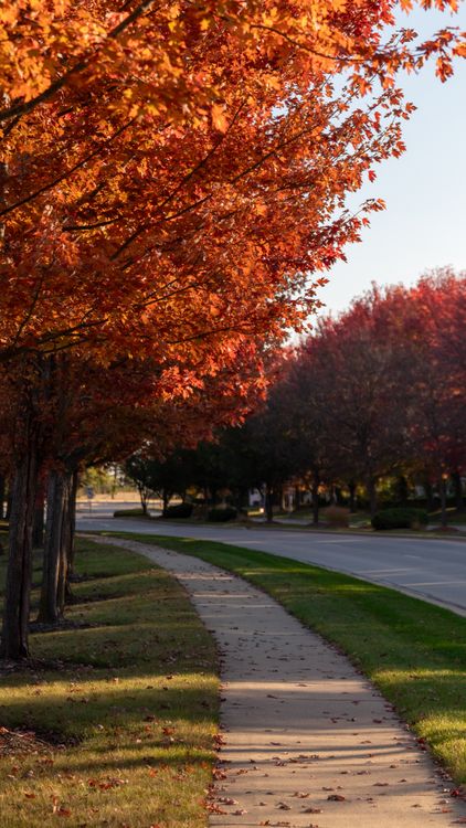 Autumn Pathway with Vibrant Red Foliage · Free Stock Photo