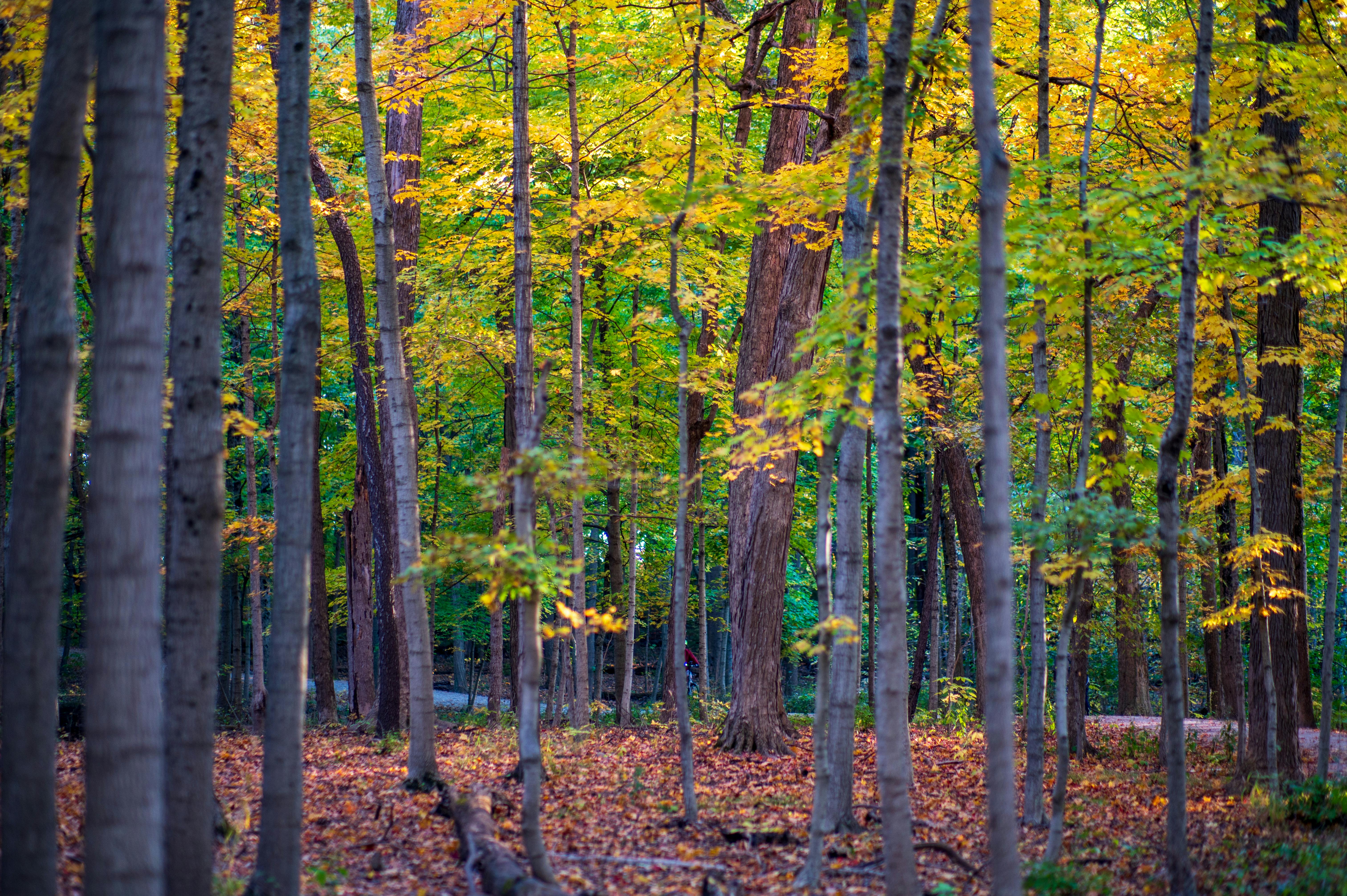 DuPage Forest Preserve executive director leaving for city manager job in Florida — Photo by Mahesh Mohan on Pexels
