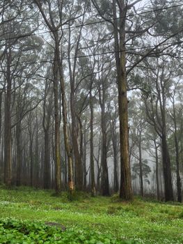 Serene misty forest with tall eucalyptus trees and lush undergrowth, ideal for nature lovers.