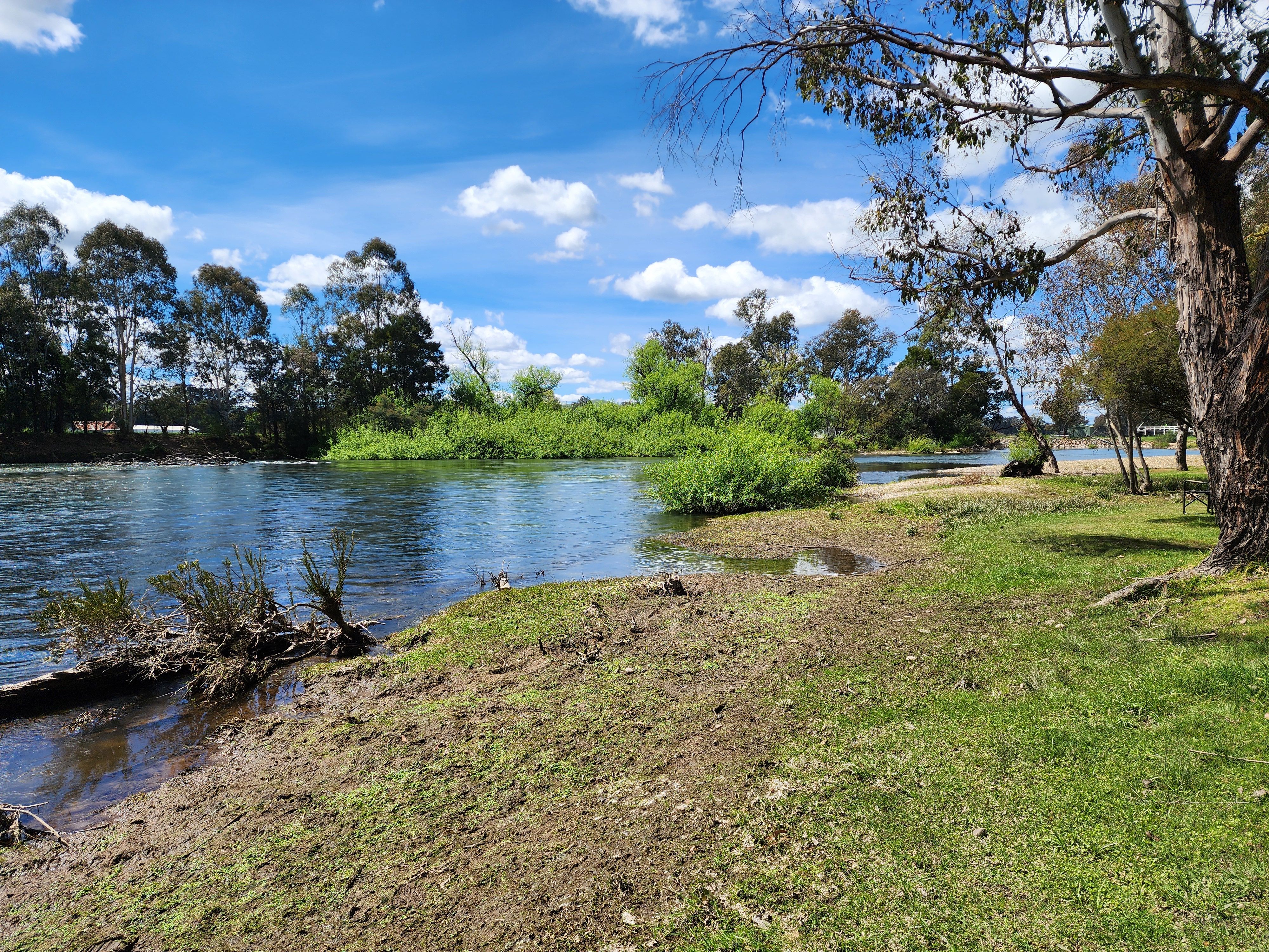 Peaceful riverbank with lush greenery and eucalyptus trees under a blue sky.