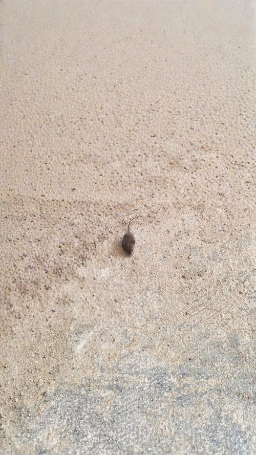 Free chuha 🐭 Stock Photo