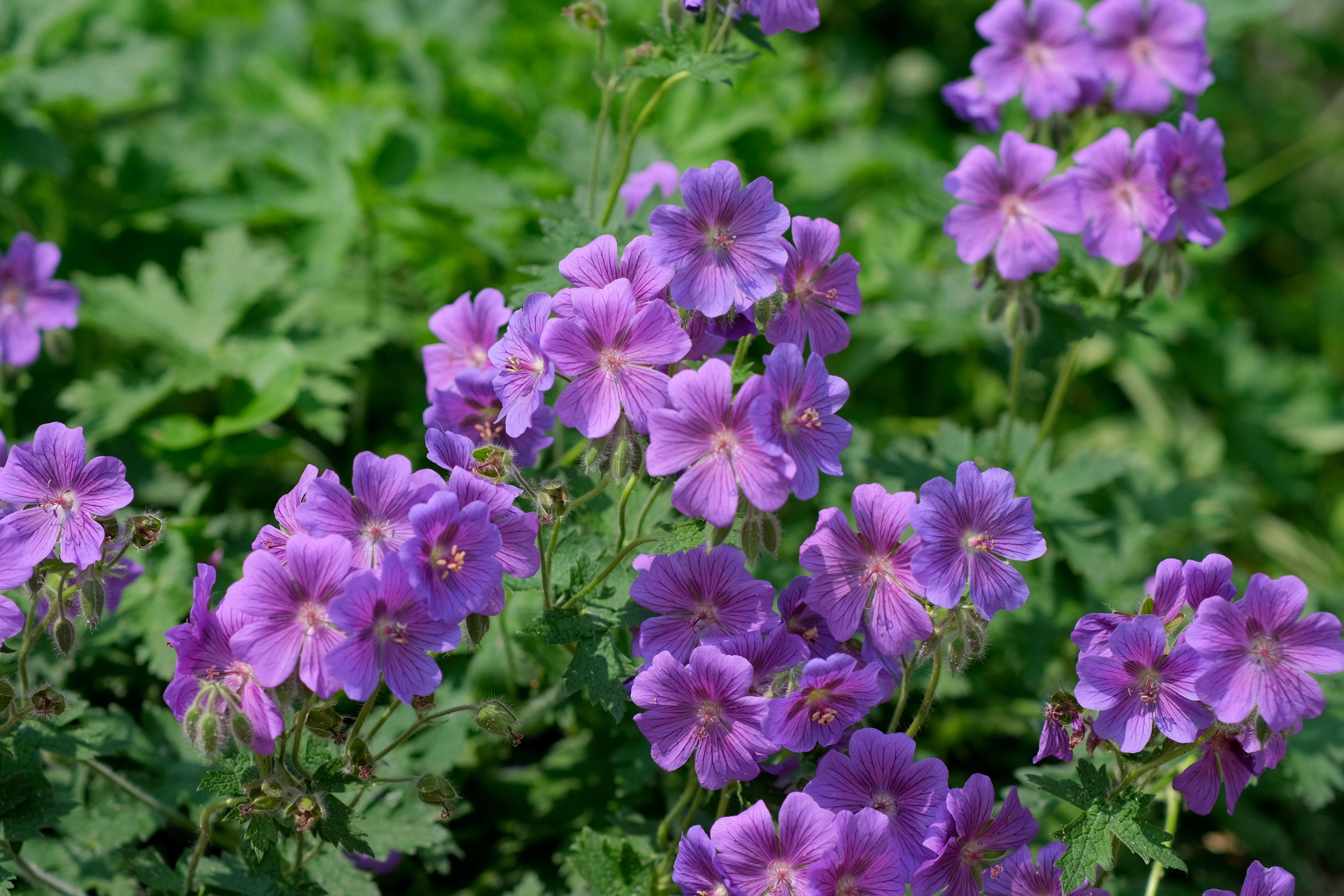 Wild Geranium (Geranium maculatum)