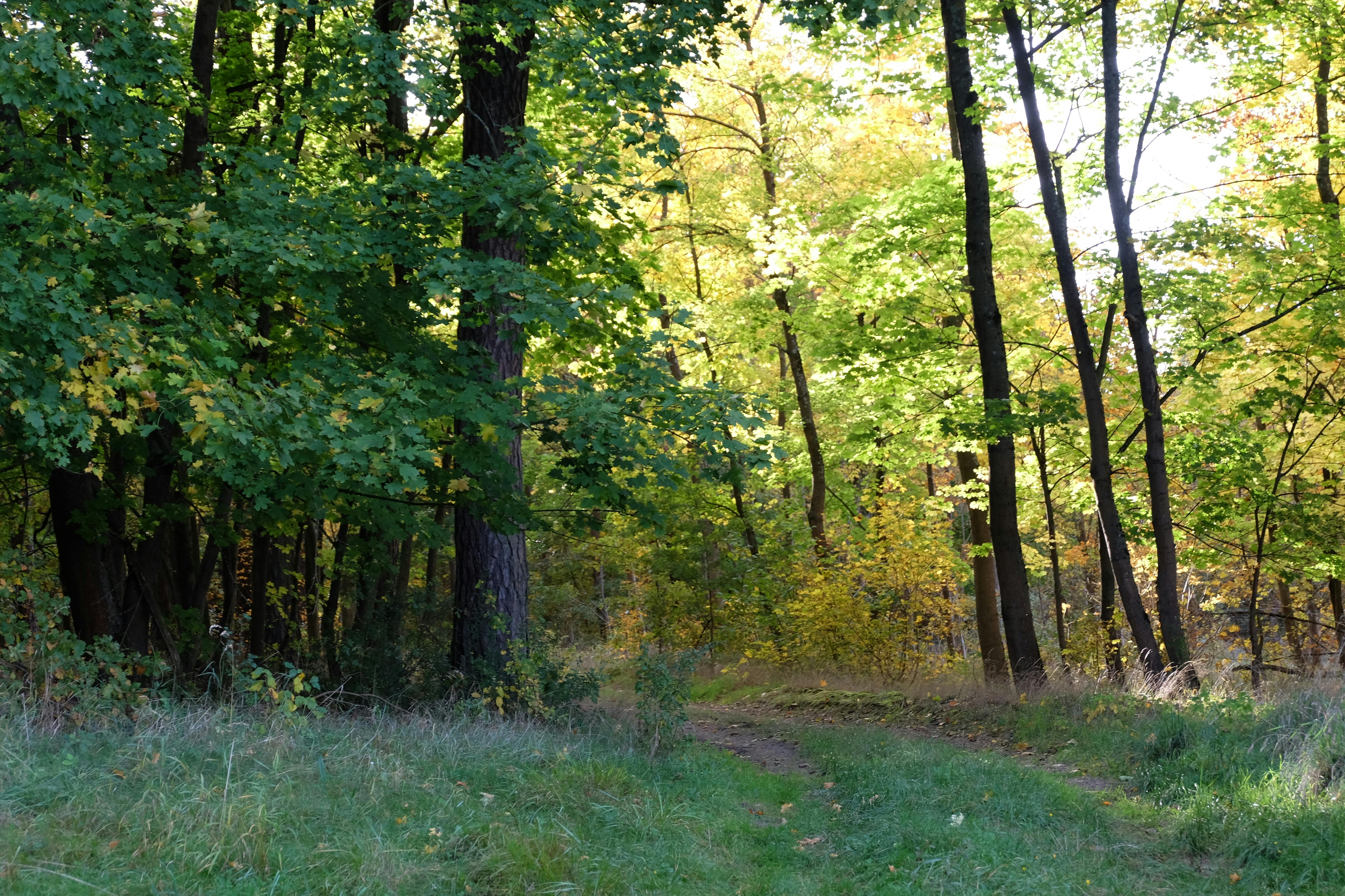DuPage Forest Preserve executive director leaving for city manager job in Florida — Photo by Roman Biernacki on Pexels