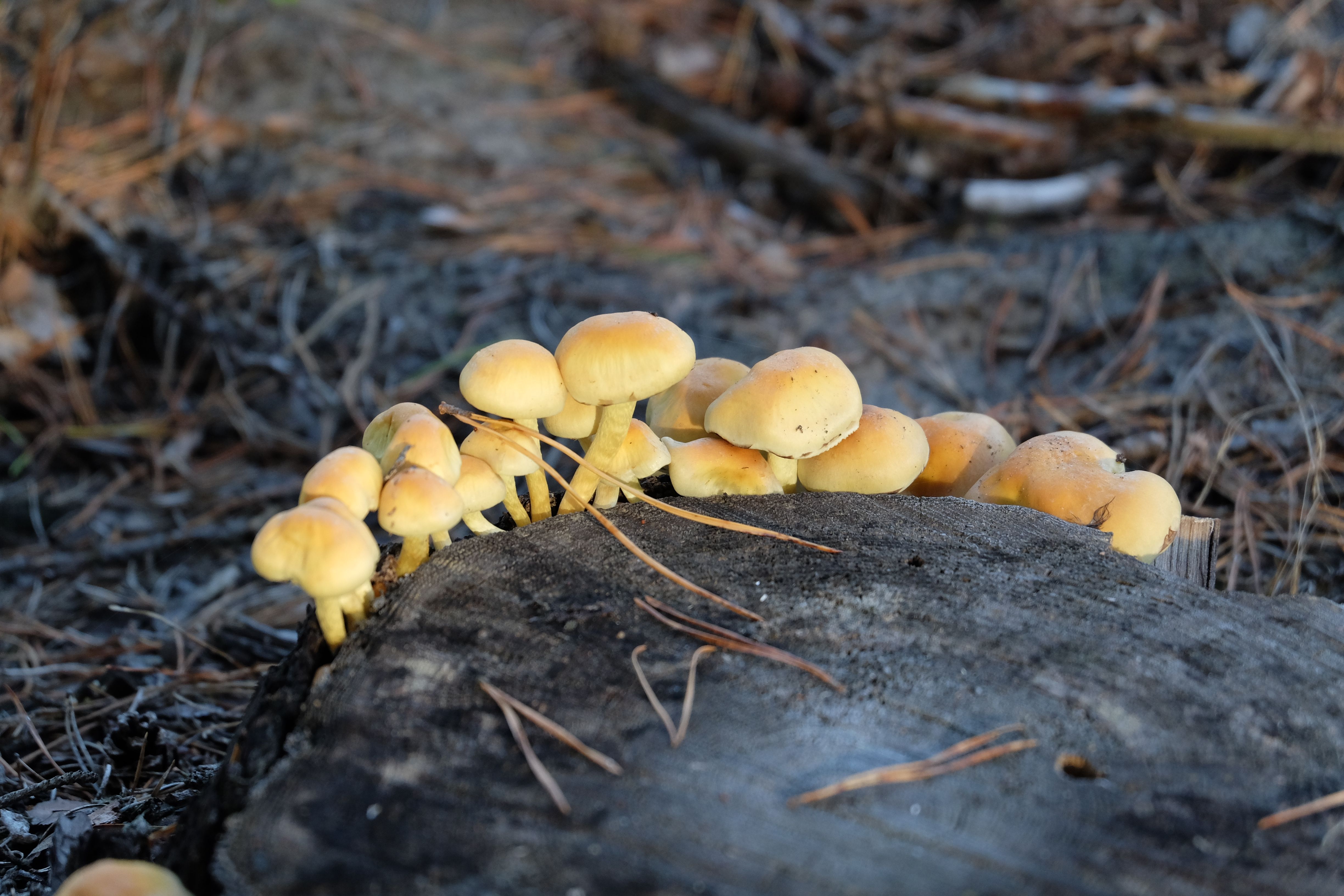 Cluster of Yellow Mushrooms on a Tree Stump · Free Stock Photo