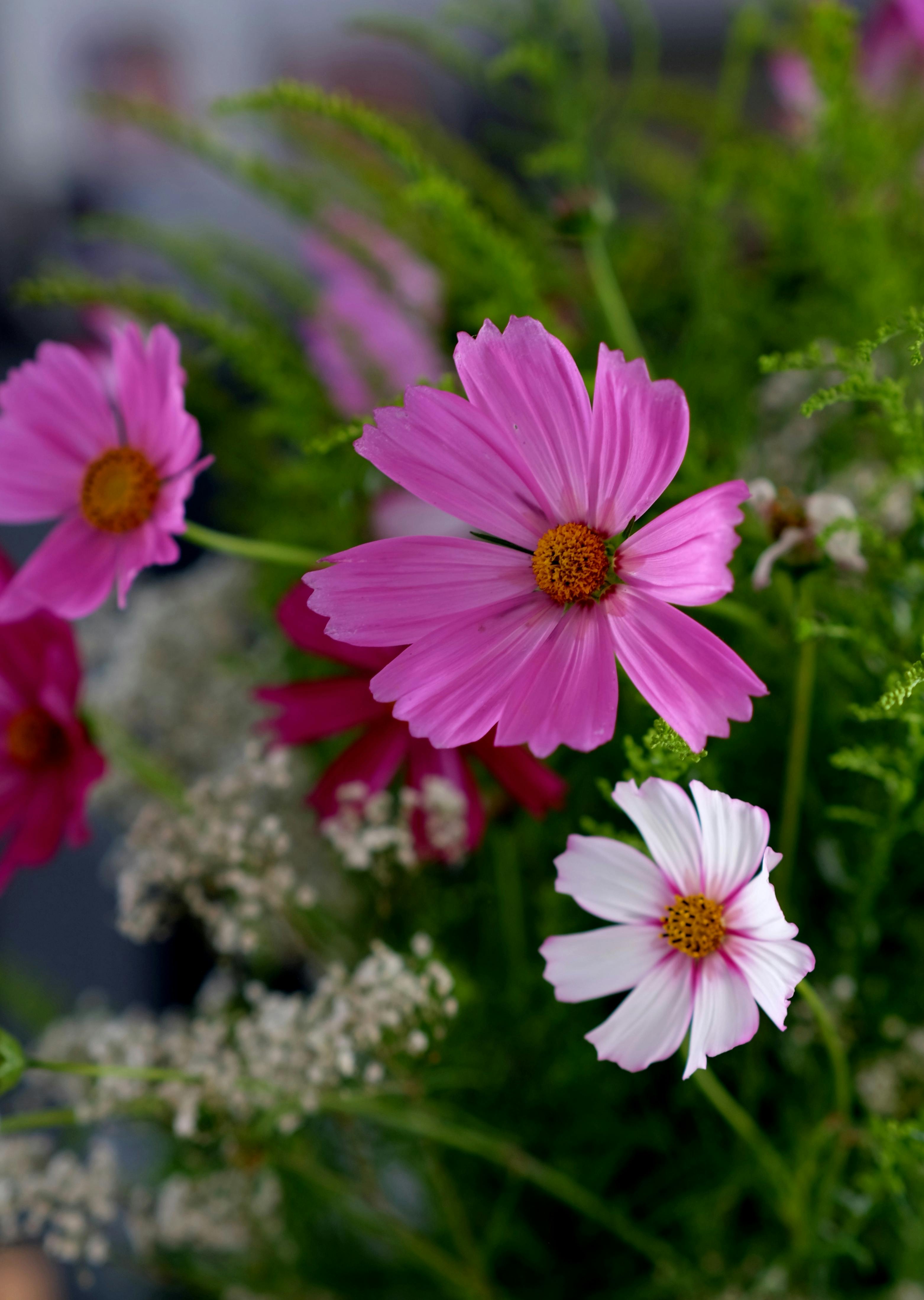 [ColoSach]-close-up-of-vibrant-pink-cosmos-flowers-with-lush-greenery,-ideal-for-nature-themes.