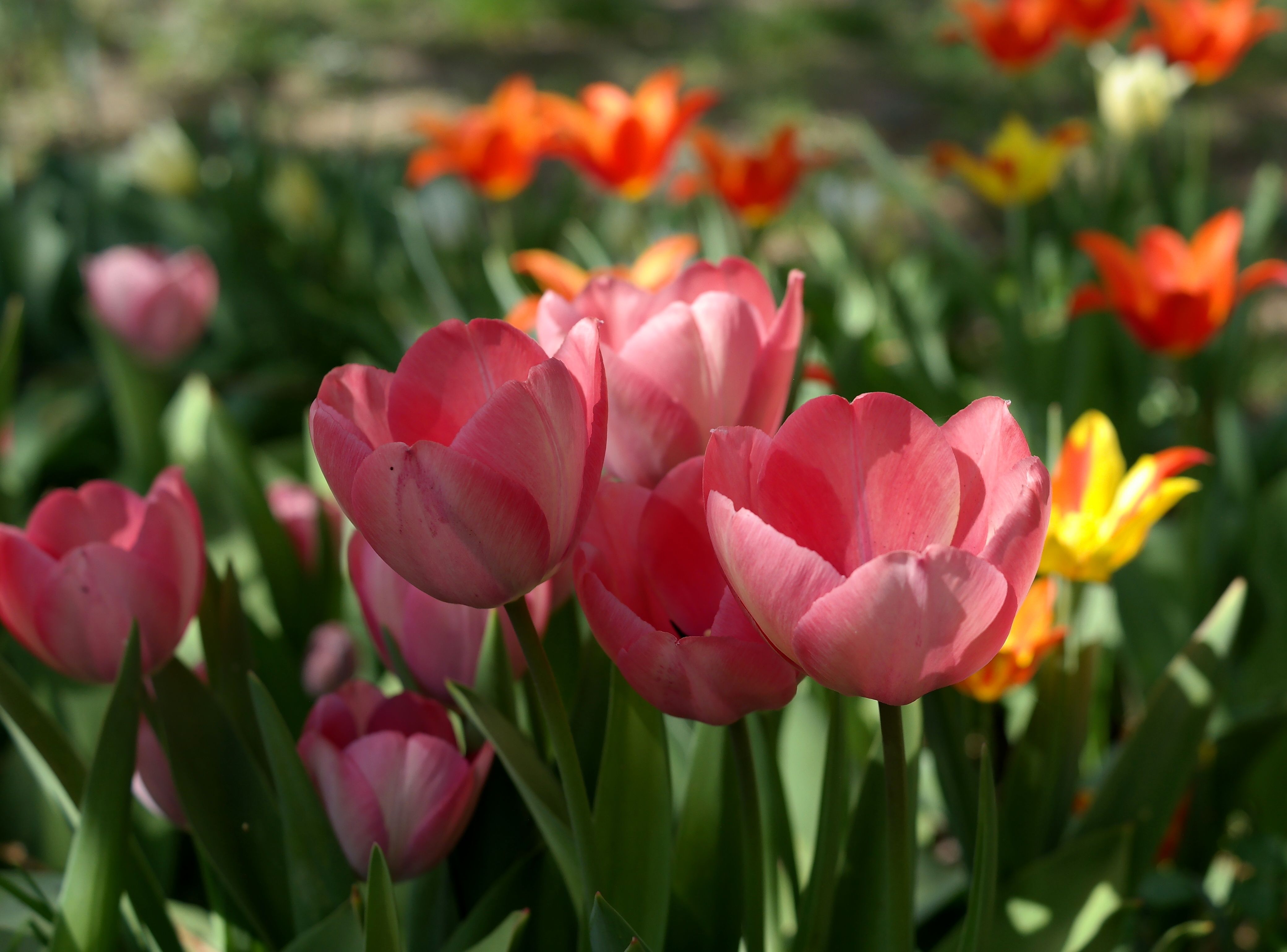 Colorful Tulips Blooming in Spring Garden · Free Stock Photo