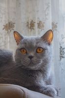 Britisch Kurzhaar Katze