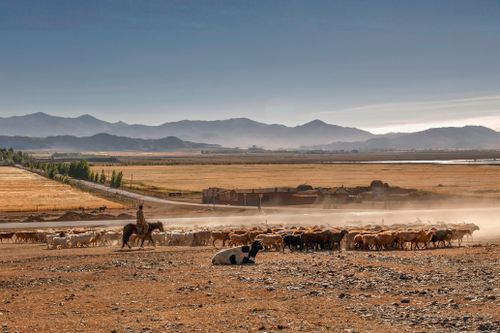 Free Shepherd on horseback guides flock across expansive rural terrain under clear blue sky. Stock Photo