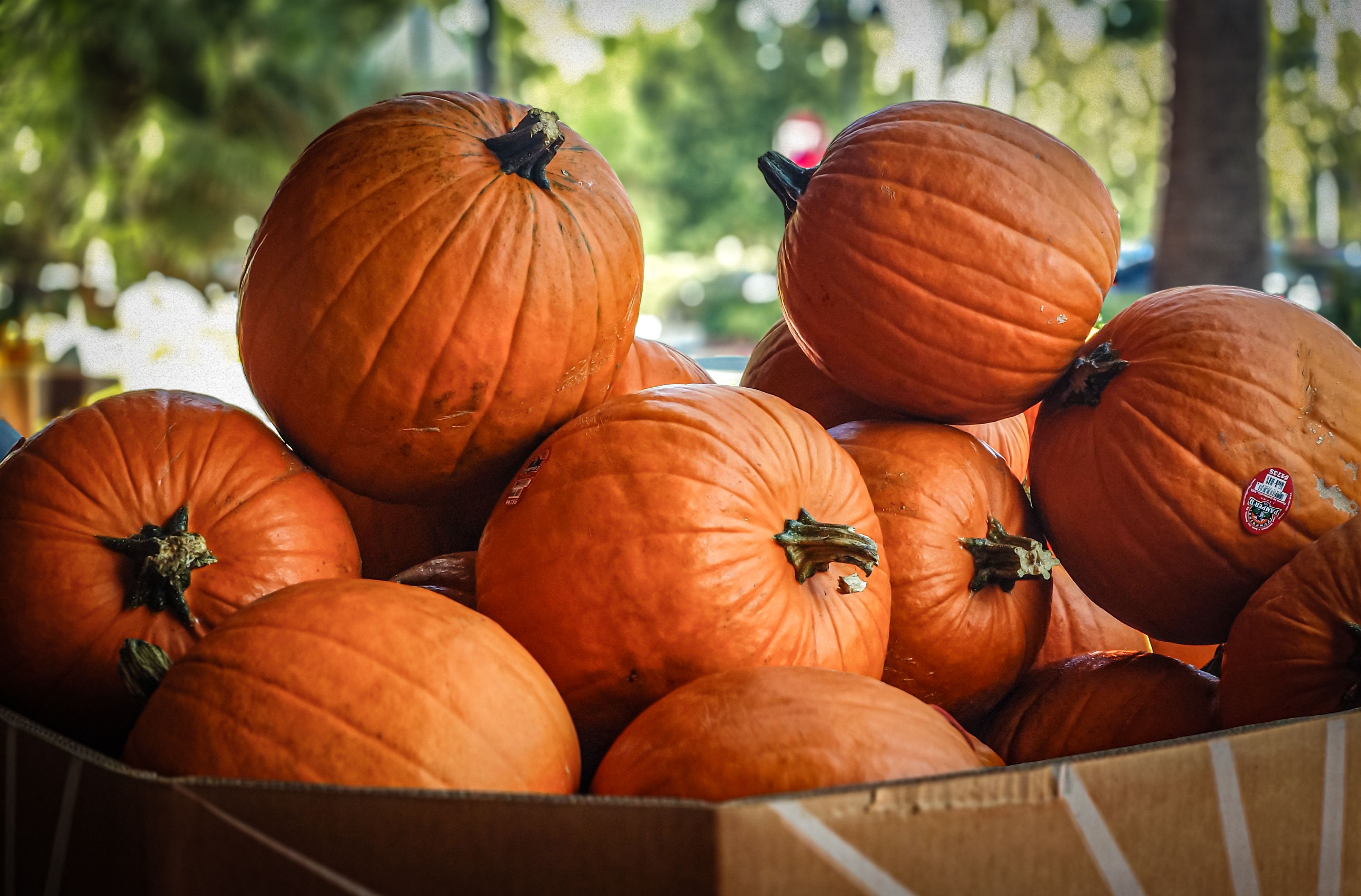 Fetch vs. Pumpkin Pet Insurance — Photo by Soly Moses on Pexels
