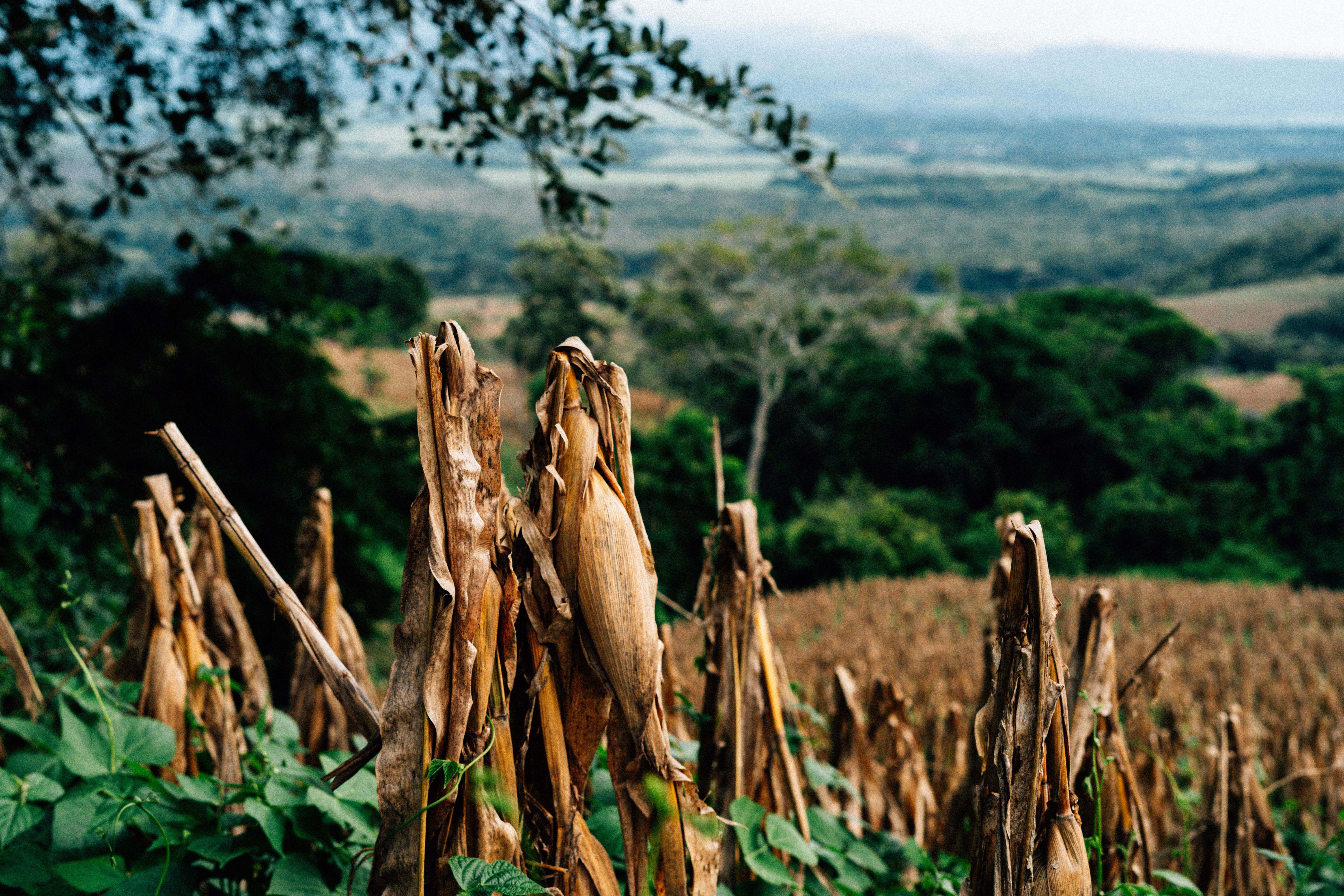 El Niño ameaça safra de mandioca e pressiona indústria