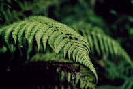 Lush Green Ferns in Forest Setting