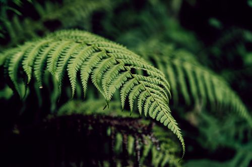 Free Close-up of vibrant green fern fronds in a dense forest, captured in natural light. Stock Photo
