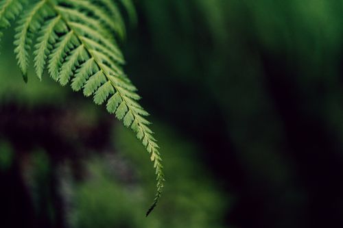 Free Detailed close-up of a green fern leaf in a lush forest, creating a serene natural atmosphere. Stock Photo